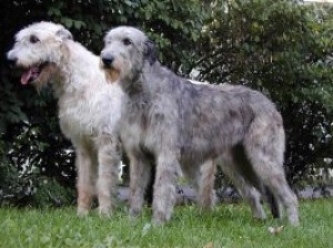 http://www.foxterrier-atd.estranky.cz/img/picture/15/irsky_vlkodav.jpg